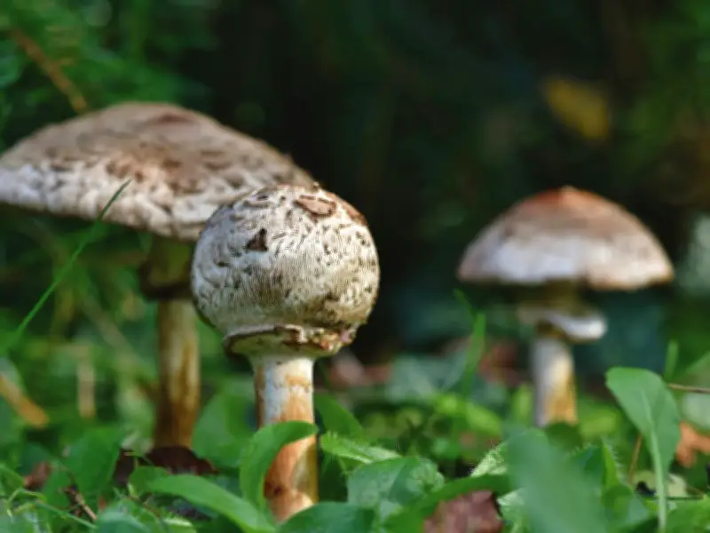 Funginnova 2026: México lidera la revolución fúngica con innovación y sostenibilidad