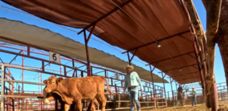 Ganaderos confían en reapertura fronteriza con EU tras coordinación sanitaria contra gusano barrenador