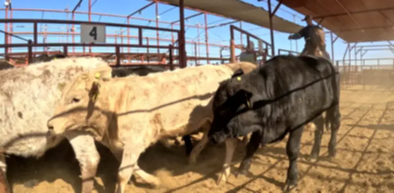 Ganaderos confían en reapertura fronteriza tras declaraciones de secretaria de Agricultura de EU