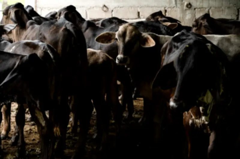 Ganaderos de Sonora apuestan por engorda bovina ante cierre fronterizo y promesas incumplidas