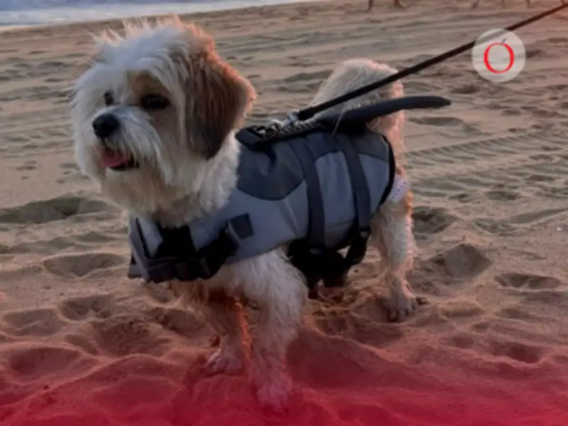 Guía completa para llevar a tu perro a la playa: cuidados y precauciones esenciales