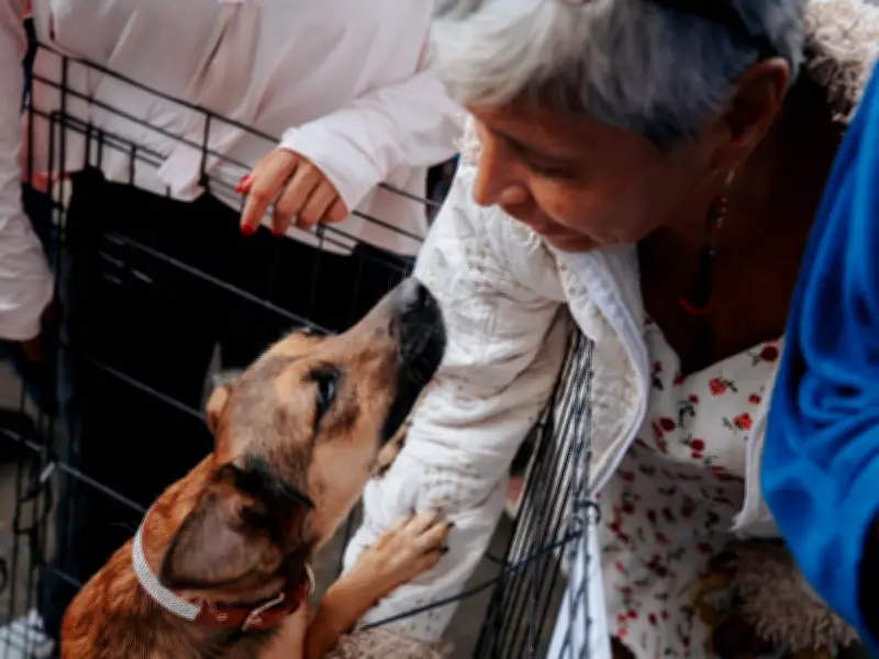 Guadalajara realiza Jornada de Bienestar Animal con servicios gratuitos para mascotas