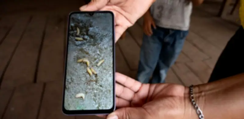 Guerrero reporta posible primer caso humano de gusano barrenador en Copala