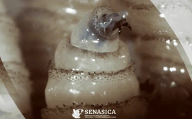 Gusano Barrenador Afecta a 214 Animales en Hidalgo: Autoridades Confirman Control