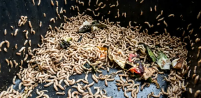 Gusanos blancos en la basura: causas, eliminación efectiva y prevención