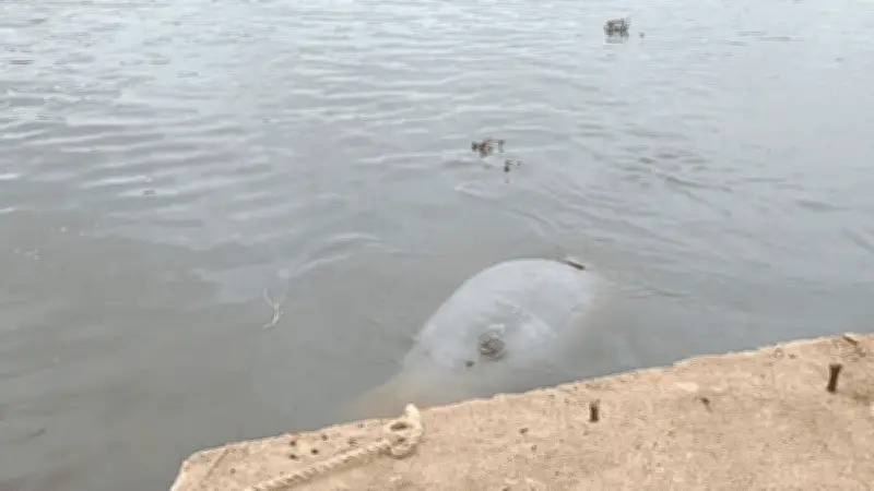 Hallan manatí muerto en río Coatzacoalcos; PROFEPA investiga causas del deceso