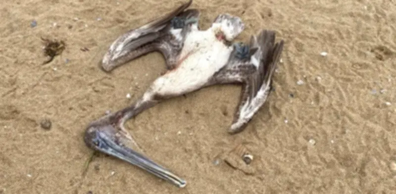 Hallan manatí y pelícano muertos en Coatzacoalcos, Veracruz, por posible contaminación