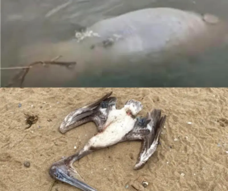 Hallan manatí y pelícano muertos en río Coatzacoalcos; suman tres manatíes fallecidos en 2026