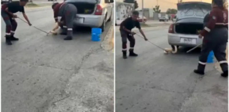 Hallan pitón de dos metros oculta en auto en Zuazua, Nuevo León