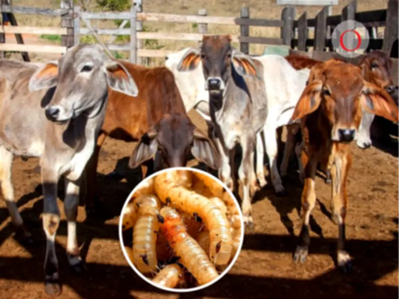 Hidalgo reporta 229 casos de gusano barrenador en ganado y perros callejeros