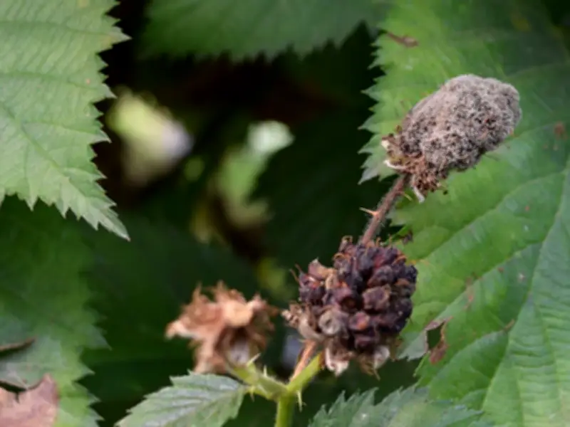 Hongos Fitopatógenos: La Guerra Silenciosa que Devasta Cultivos y Economías