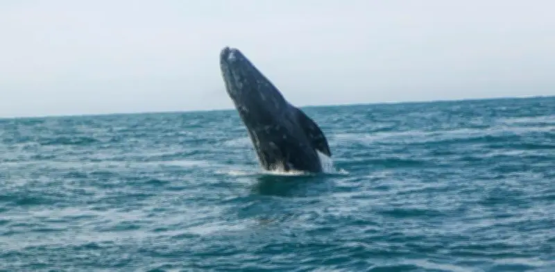 Impactante accidente: ballena emerge y lanza a windsurfista en Bahía de San Francisco