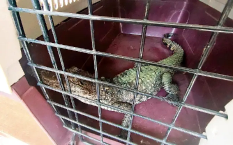 Impunidad en la venta de fauna exótica en redes sociales persiste en México