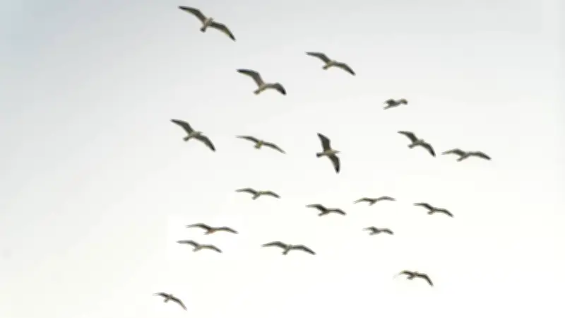Increíble parvada de aves cubre el cielo de Oaxaca en espectáculo natural