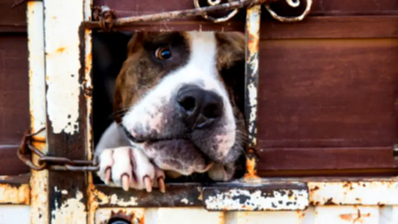 Indigna video en Puebla: patrulla arrastra a perro muerto en Xochiltepec