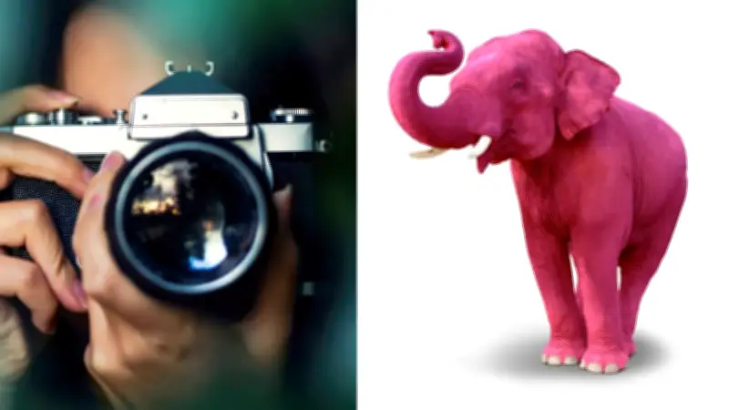 Indignación mundial: muere elefanta Chanchal tras ser pintada de rosa en India