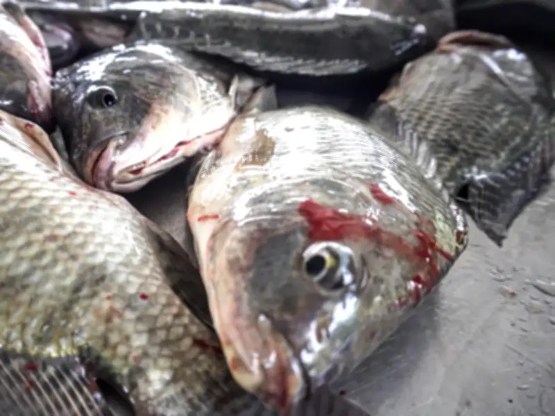 Iniciativa busca reconocer a los peces como animales y no recursos en México