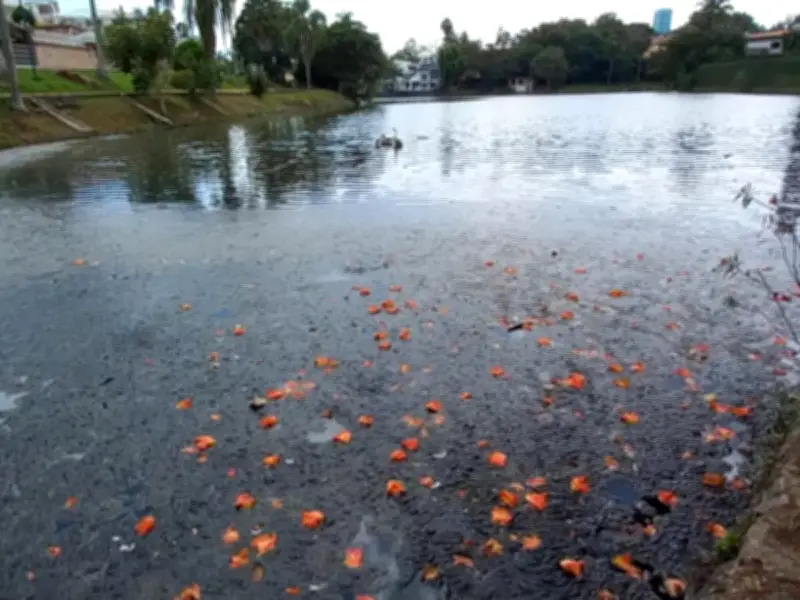 IPN crea humedales artificiales que eliminan hasta el 100% de fármacos en agua