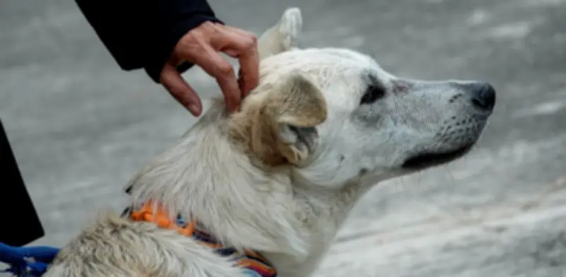Iztapalapa instala punto de hidratación para perros durante Viacrucis en CDMX