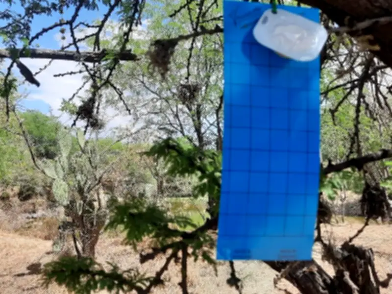 Jalisco implementa sistema de trampas con kairomonas para combatir gusano barrenador