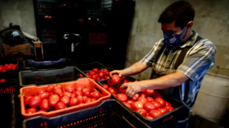 Jitomate alcanza precios récord: hasta 98 pesos el kilo en CDMX; intermediarios son señalados