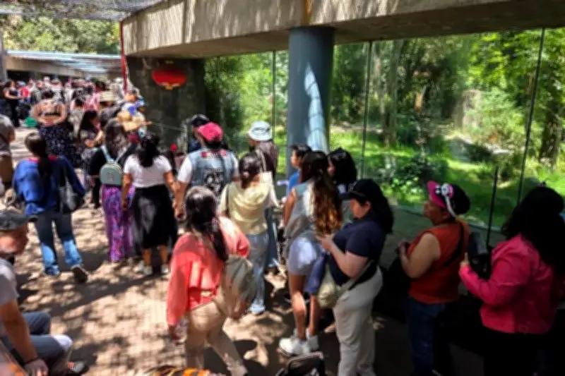 La espera para ver a Xin Xin: el panda gigante de Chapultepec que cautiva a México