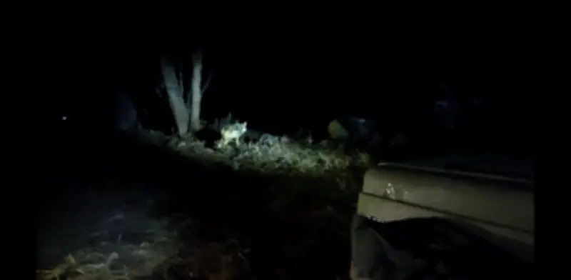 Liberan a hembra de lobo mexicano en Chihuahua para reactivar su conservación