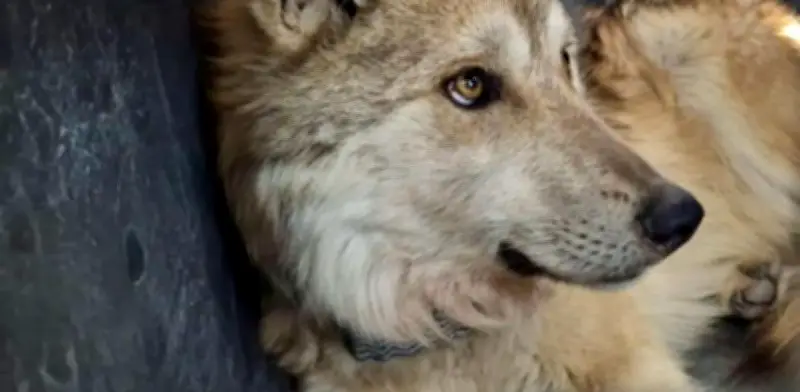 Lobo Mexicano regresa a Durango tras 50 años: liberan manada de cuatro ejemplares