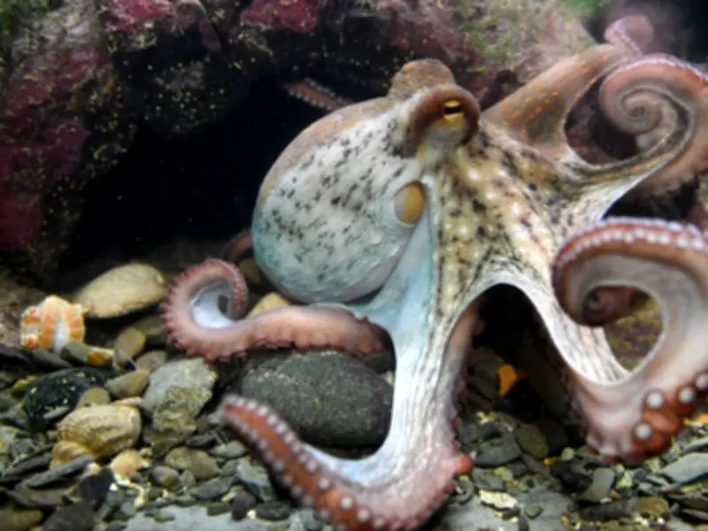 Los pulpos machos detectan hembras con brazo especializado sin necesidad de verlas