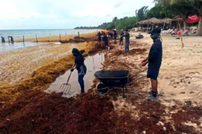 Marina recolecta 16 mil toneladas de sargazo en Quintana Roo