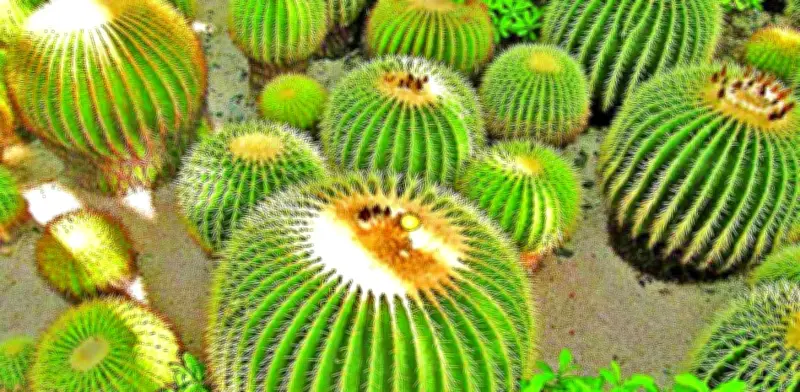 Mercado negro del acitrón: decomisan 2.2 toneladas de biznaga burra en Hidalgo