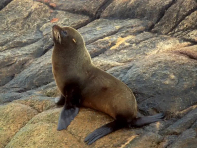 Mercurio en ecosistemas marinos: impacto y monitoreo en mamíferos marinos