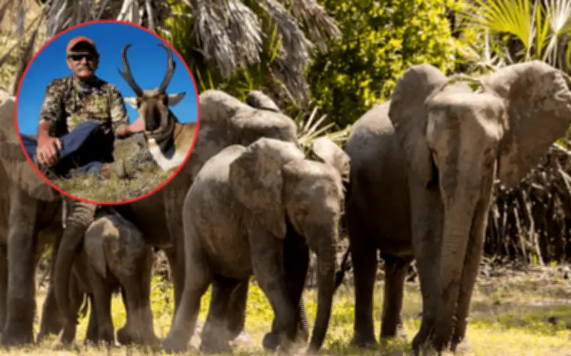 Millonario cazador muere tras ataque de elefante en safari en Gabón
