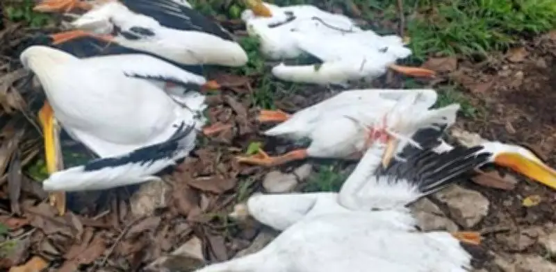 Misteriosa muerte de pelícanos en Veracruz: investigan contaminación costera