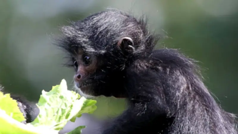 Mono araña sobrevive a descarga eléctrica en Guadalajara