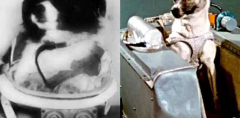 Más allá de Laika: Los otros perros pioneros en la conquista del espacio