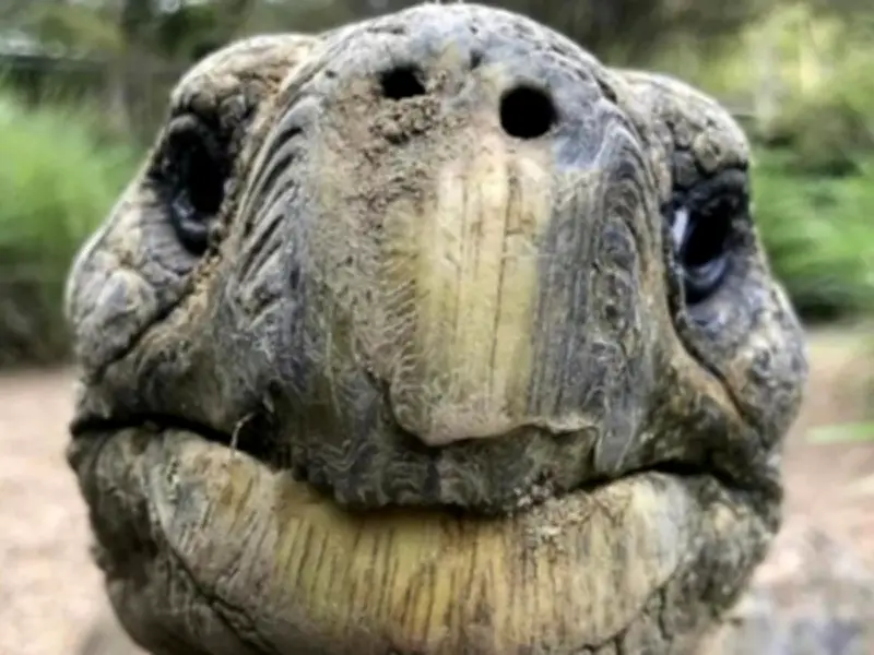 Muere Jonathan, la tortuga más longeva del mundo a los 193 años en Santa Elena