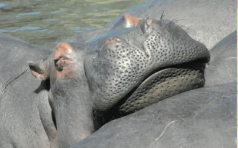 México niega haber ofrecido refugio a hipopótamos de Colombia, citando barreras legales y sanitarias