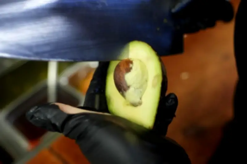 México Rompe Récord Histórico en Exportaciones de Aguacate a Estados Unidos