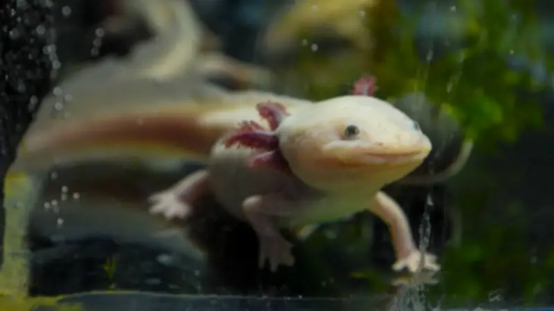 Niña salva ajolote mexicano en Reino Unido; primer avistamiento salvaje