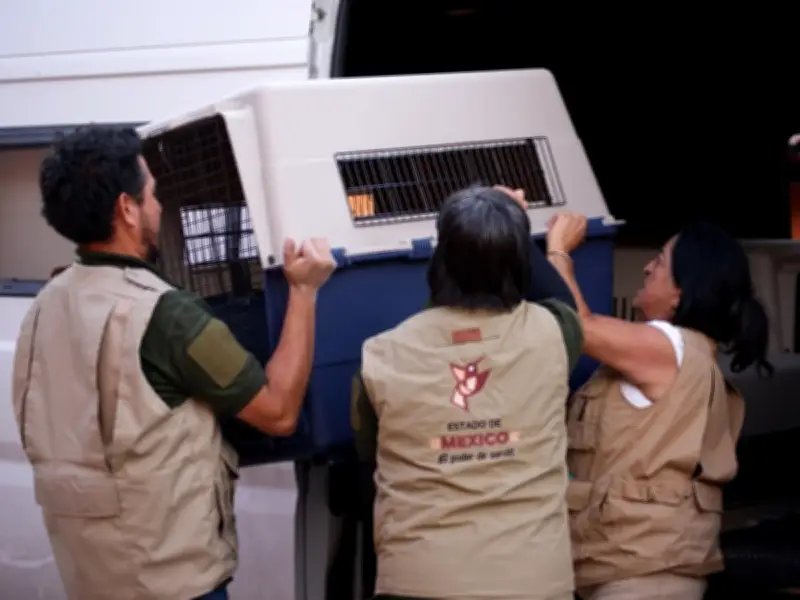 Nueva ley en Edomex endurece multas por maltrato animal