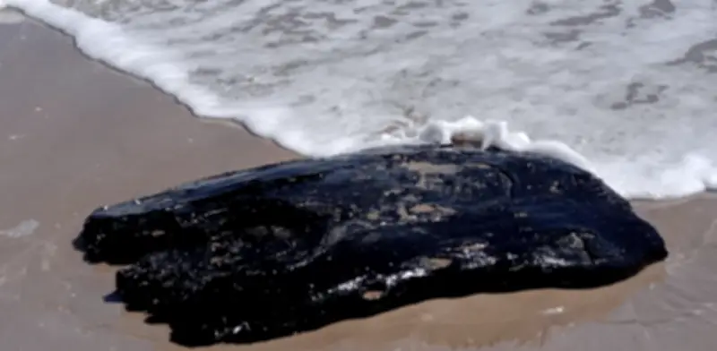 Nuevo hallazgo de chapopote en Playa Bagdad amenaza zona de anidación de Tortuga Lora