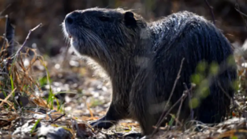 Nutrias juguetean en Oaxaca: indicador de ríos limpios en parque nacional