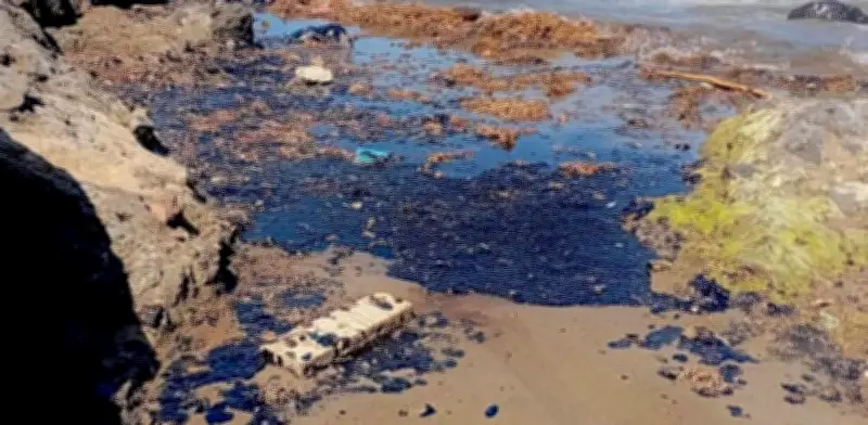 ONGs: Cese de funcionarios en Pemex es insuficiente ante ecocidio en Golfo de México