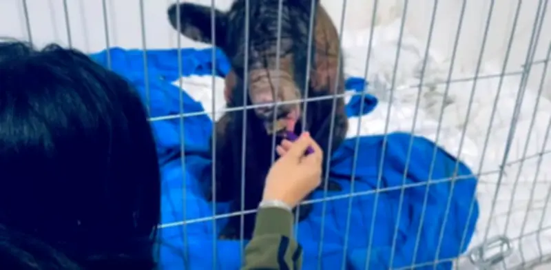 Osa Mina mejora su salud cardíaca y peso tras rescate en Nuevo León