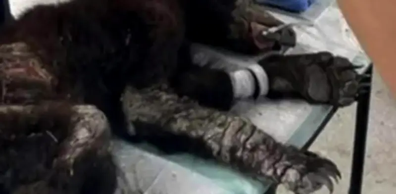 Osa Mina sigue crítica pero muestra avances alentadores en su recuperación