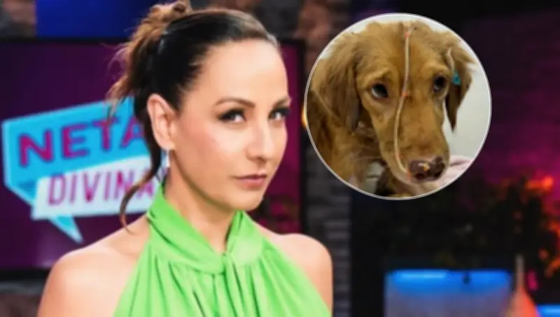 ‘Osito’, el perrito que lucha por su vida con un peluche de pato, conquista a Consuelo Duval