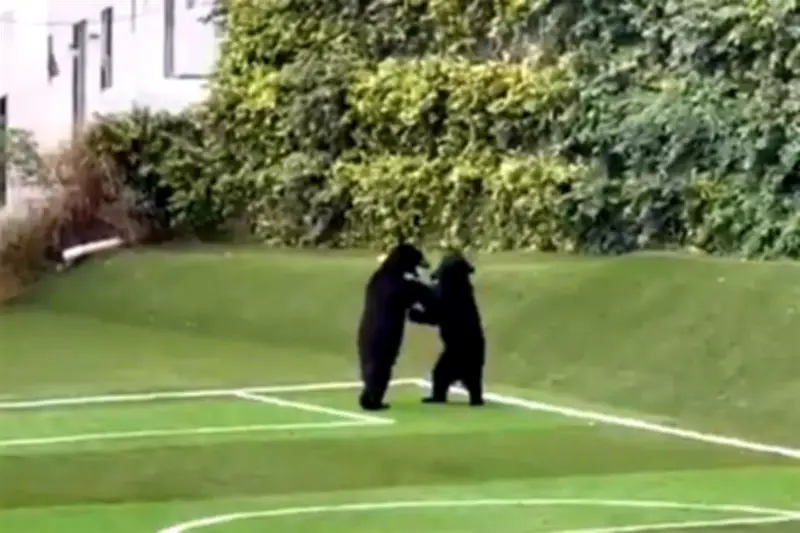 Osos Juegan Fútbol en Santa Catarina: Un Espectáculo Único en la Naturaleza