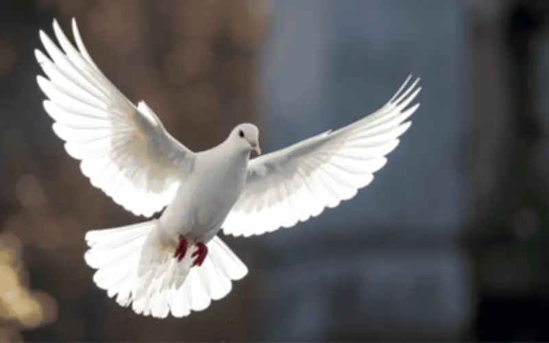 Paloma blanca en casa: significado espiritual y simbolismo