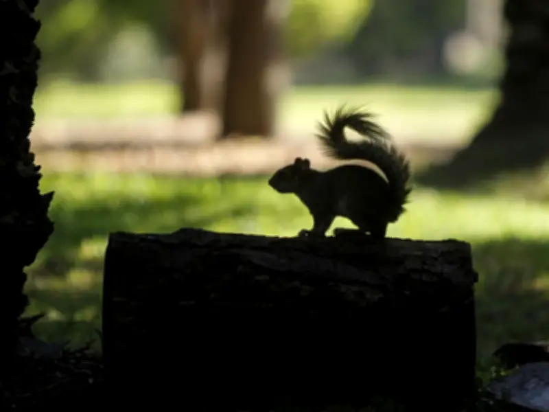 PAN exige rescate urgente de Viveros de Coyoacán por abandono y riesgos de seguridad